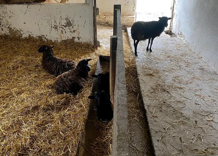 Siedlisko Biale Blota Skorzewo