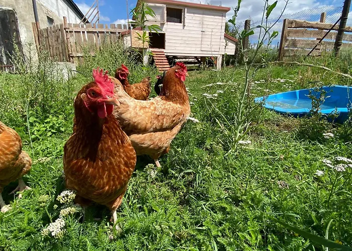 Siedlisko Biale Blota 公寓 *