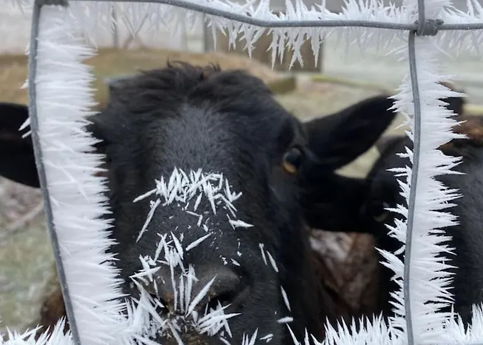 Siedlisko Biale Blota Apartman